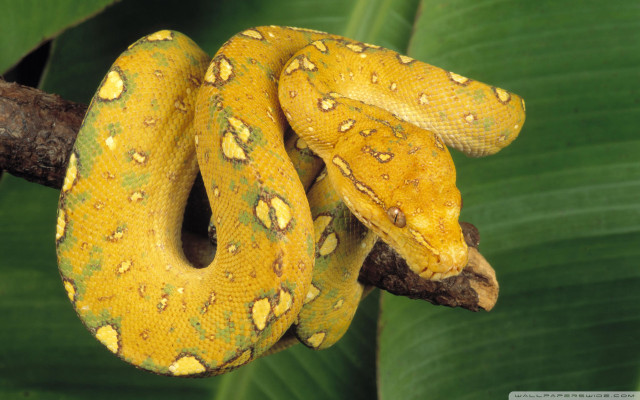 Yellow snake branch green leaves free wallpaper for desktop - medium preview image