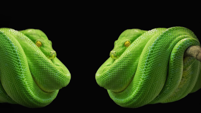 Green snake wrapped rope black free wallpaper for desktop - medium preview image