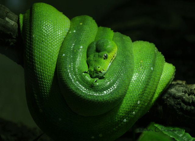 Green cobra snake macro waterdrops free wallpaper for desktop - medium preview image