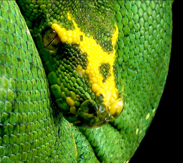 Green snake yellow spots curling free wallpaper for tablet - medium preview image