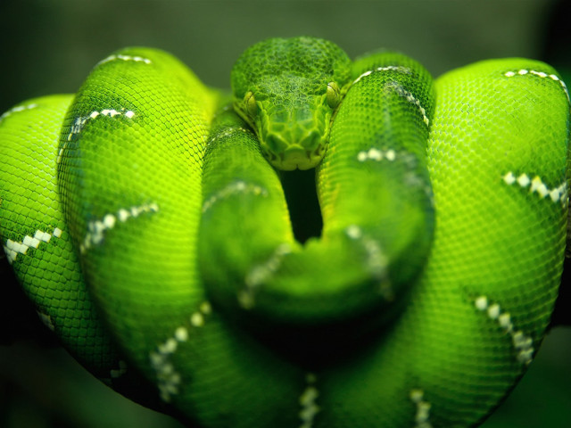Green snake curled balloon green free wallpaper for desktop - medium preview image