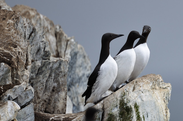 Three birds rock water cliff free wallpaper for desktop - medium preview image