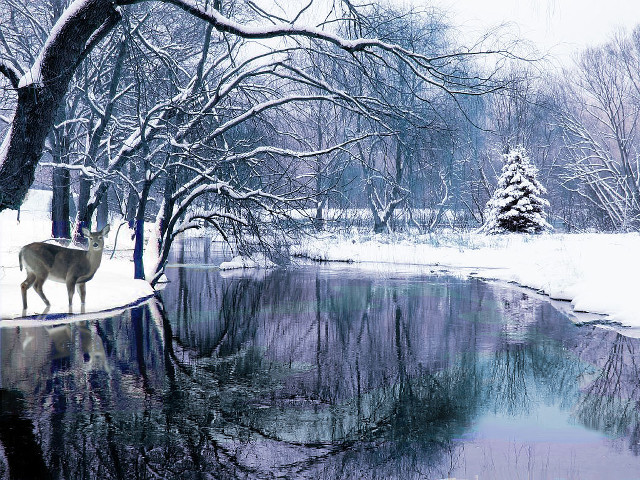 Deer snowy pond bare trees free wallpaper for desktop - medium preview image