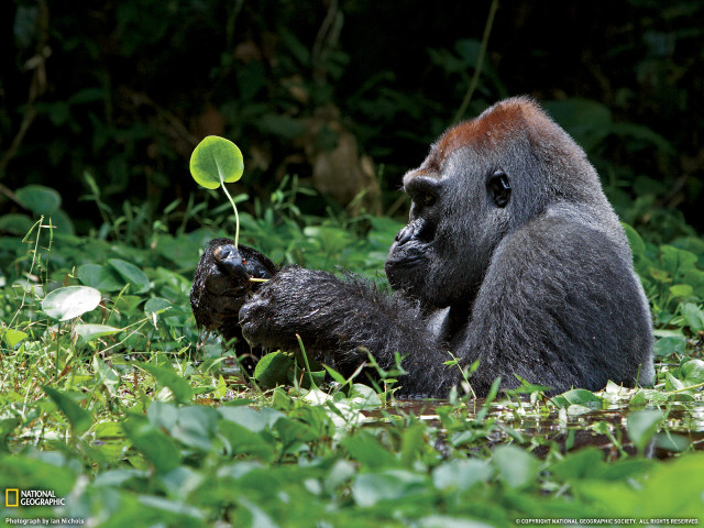 Gorilla sitting grass playing green free wallpaper for desktop - medium preview image