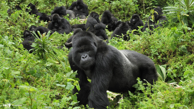 Gorilla standing middle field wild free wallpaper for desktop - medium preview image
