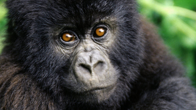 Monkey closeup blurry background leaves free wallpaper for desktop - medium preview image