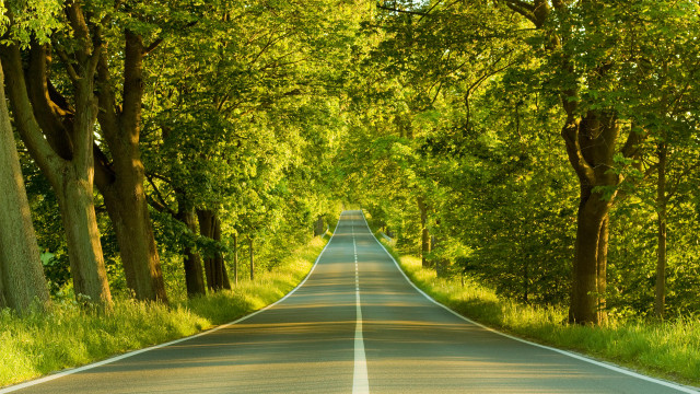 Long straight road trees lining #3 free wallpaper for desktop - medium preview image