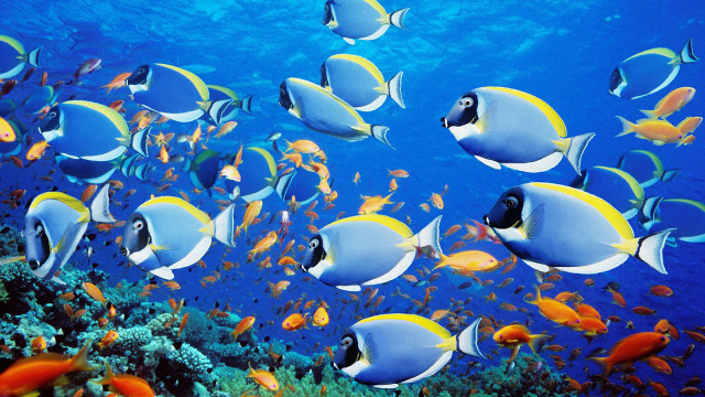 Fish school ocean coral reef free wallpaper for desktop - medium preview image