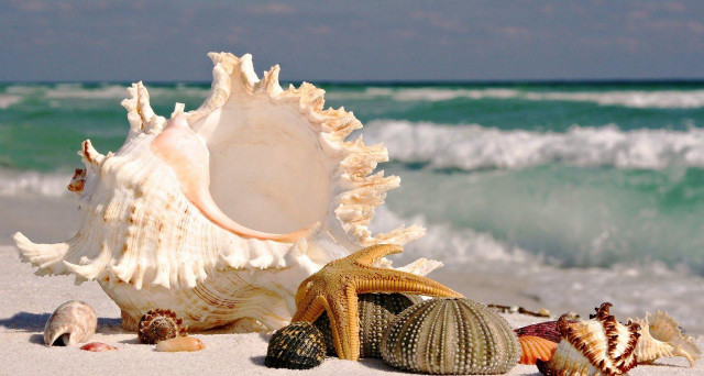 Sea shells beach ocean waves #2 free wallpaper for desktop - medium preview image