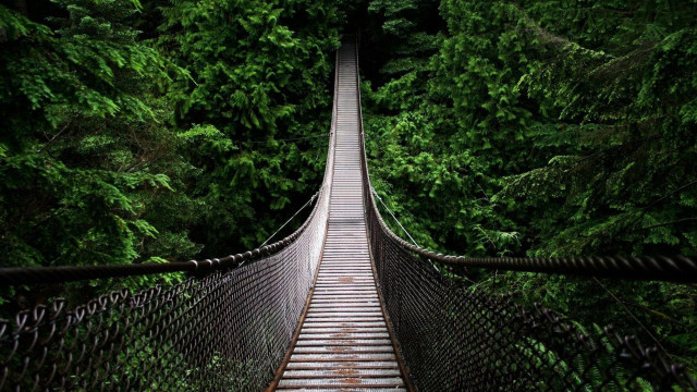 Suspension bridge forest trees walkway #7 free wallpaper for desktop - medium preview image