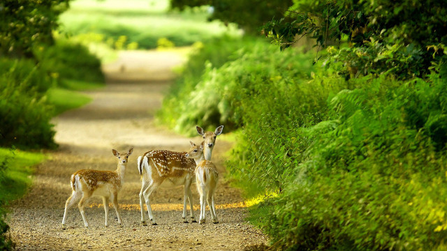 Deer group forest path nature free wallpaper for desktop - medium preview image