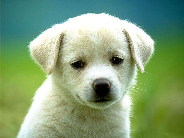 White puppy sitting grass sad free wallpaper for desktop - medium preview image