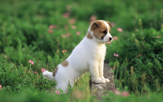 Puppy rock field flowers blurry #2 free wallpaper for desktop - medium preview image