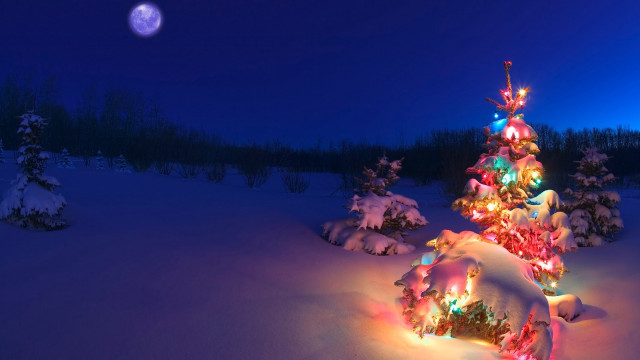 Christmas tree snow night full #4 free wallpaper for desktop - medium preview image