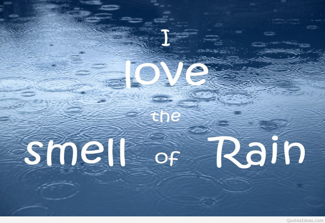Rain soaked window love smell free wallpaper for desktop - medium preview image