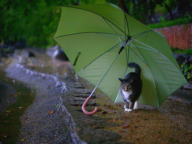 Cat sidewalk umbrella pink handle free wallpaper for desktop - medium preview image