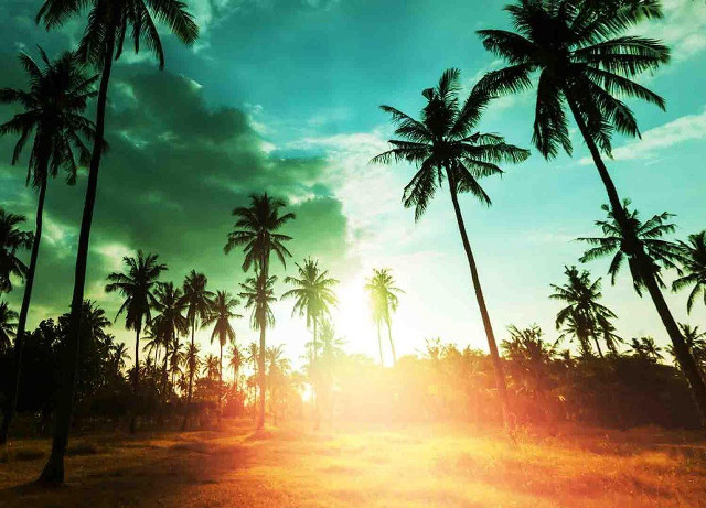 Sunset palm trees dirt road free wallpaper for desktop - medium preview image