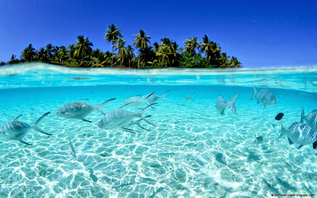 Fish lagoon island ocean palm free wallpaper for desktop - medium preview image