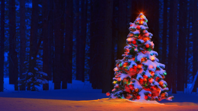 Lit christmas tree snowy forest free wallpaper for desktop - medium preview image