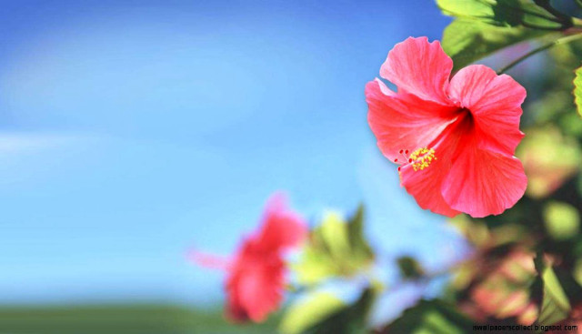 Red flower green leaves blue #4 free wallpaper for desktop - medium preview image
