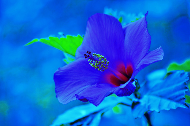 Purple flower red center green #2 free wallpaper for desktop - medium preview image