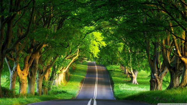 Tree lined road surrounded by #4 free wallpaper for desktop - medium preview image