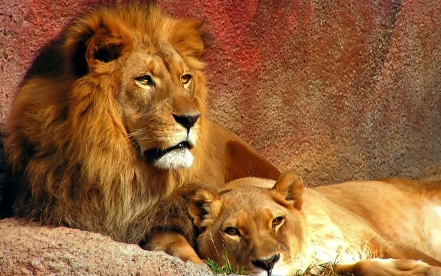 Lions laying rock sun together free wallpaper for desktop - medium preview image