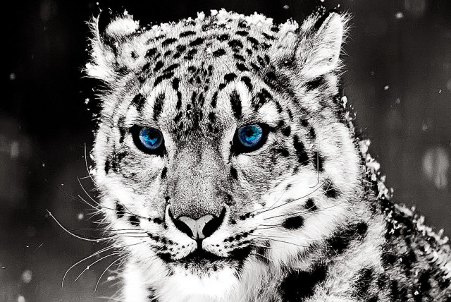 Snow leopard blue eyes snow #3 free wallpaper for desktop - medium preview image