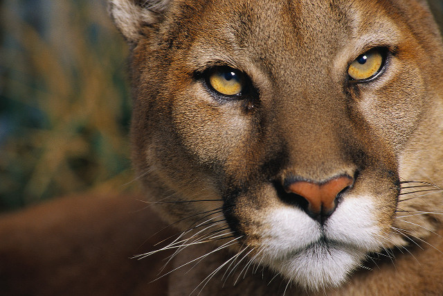 Mountain lion closeup yellow eyes free wallpaper for desktop - medium preview image
