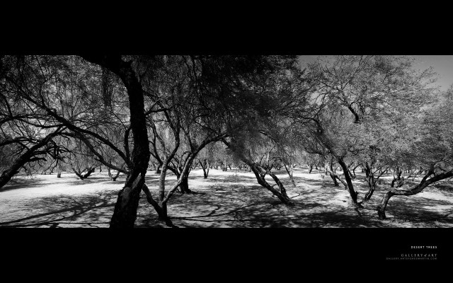 Black white trees snow background free wallpaper for desktop - medium preview image