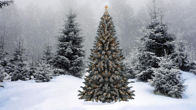 Christmas tree snowy forest star free wallpaper for desktop - medium preview image