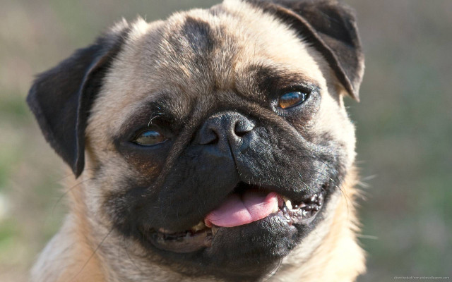 Pug closeup smile tongue out free wallpaper for desktop - medium preview image