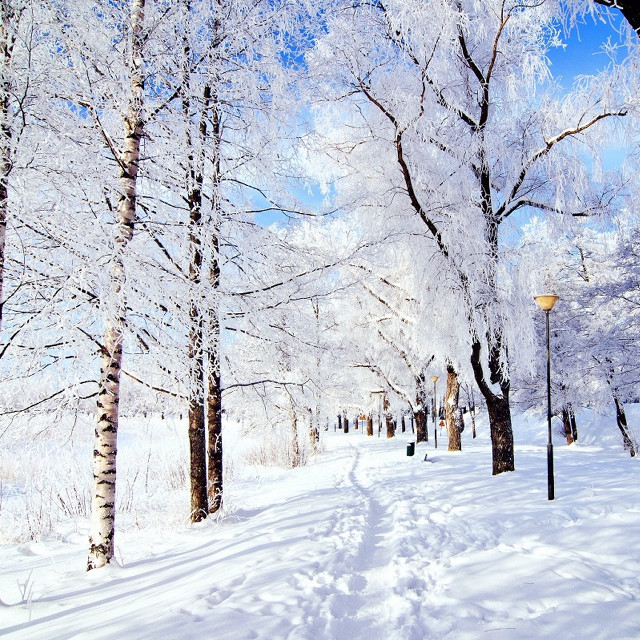 Snowy path trees streetlight blue free wallpaper for tablet - medium preview image