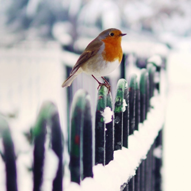 Bird perched fence snow ground free wallpaper for tablet - medium preview image