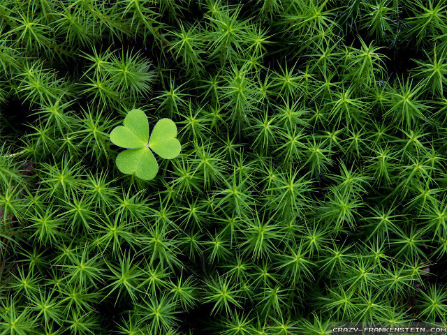Four leaf clover green plant free wallpaper for desktop - medium preview image