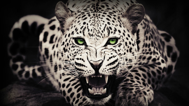 White leopard green eyes photorealistic free wallpaper for desktop - medium preview image