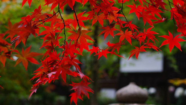 Red tree red leaves background free wallpaper for desktop - medium preview image