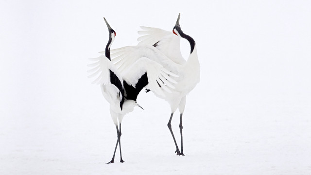 Two birds snow wings spread free wallpaper for desktop - medium preview image