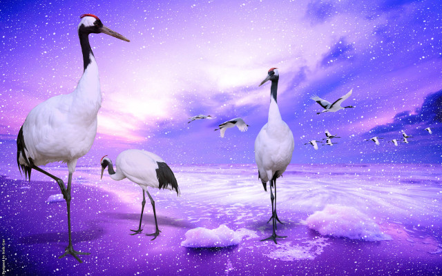 Birds beach ocean night purple free wallpaper for desktop - medium preview image