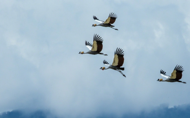 Birds flying cloudy sky background free wallpaper for desktop - medium preview image