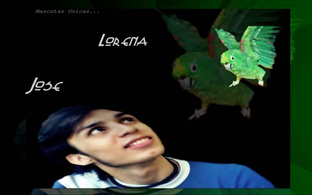 Man looking up green bird free wallpaper for desktop - medium preview image