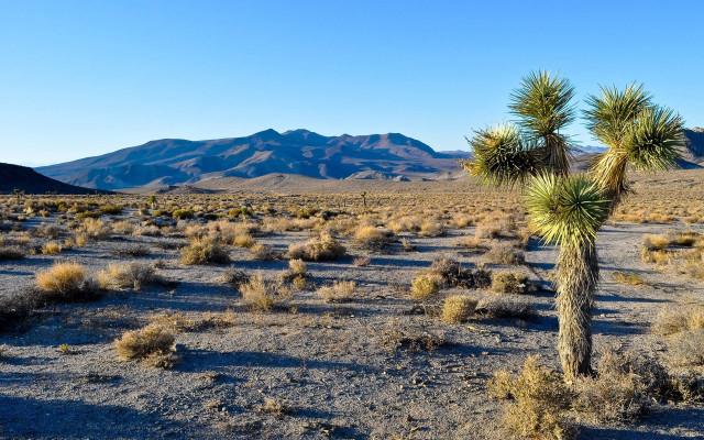 Lone palm tree desert mountains free wallpaper for desktop - medium preview image