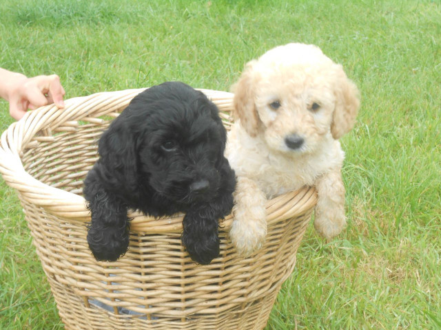 Basket puppies grass hand stuffed free wallpaper for desktop - medium preview image