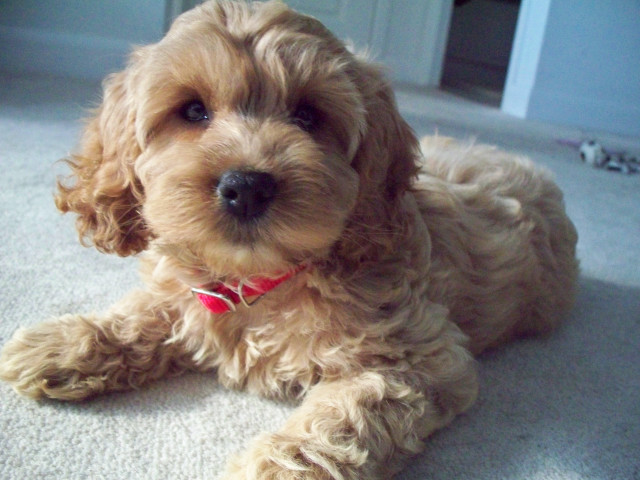 Adorable shiba inu laying red free wallpaper for desktop - medium preview image