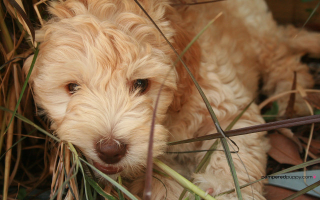 Dog laying grass sad look #2 free wallpaper for desktop - medium preview image