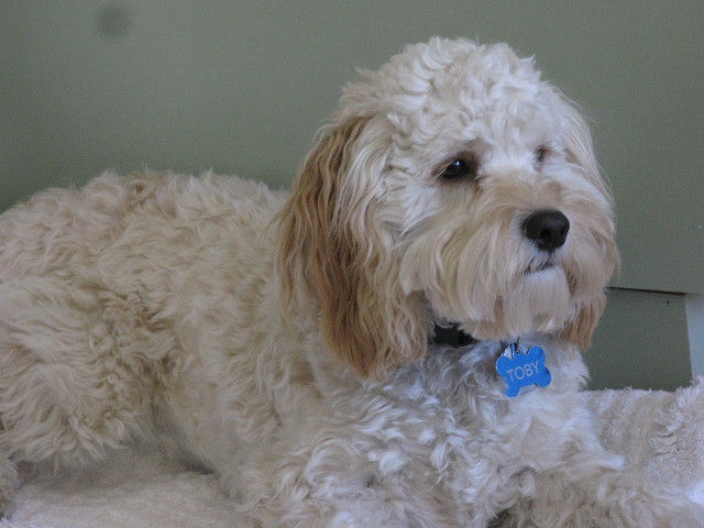 White dog blue tag bed free wallpaper for desktop - medium preview image