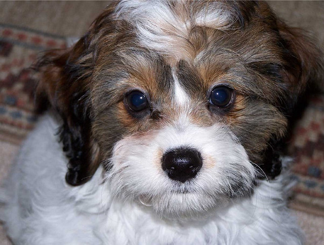 Small dog brown white face free wallpaper for desktop - medium preview image