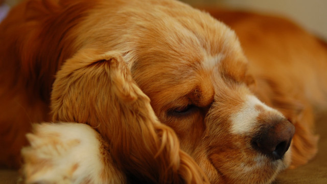 Sleeping dog floor head paws free wallpaper for desktop - medium preview image