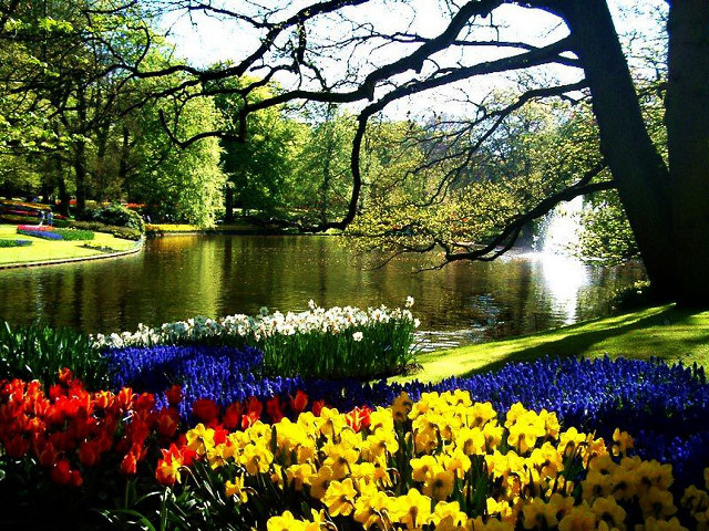 Pond flowers tree background foreground free wallpaper for desktop - medium preview image