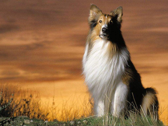 Dog sitting field sunset sky free wallpaper for desktop - medium preview image